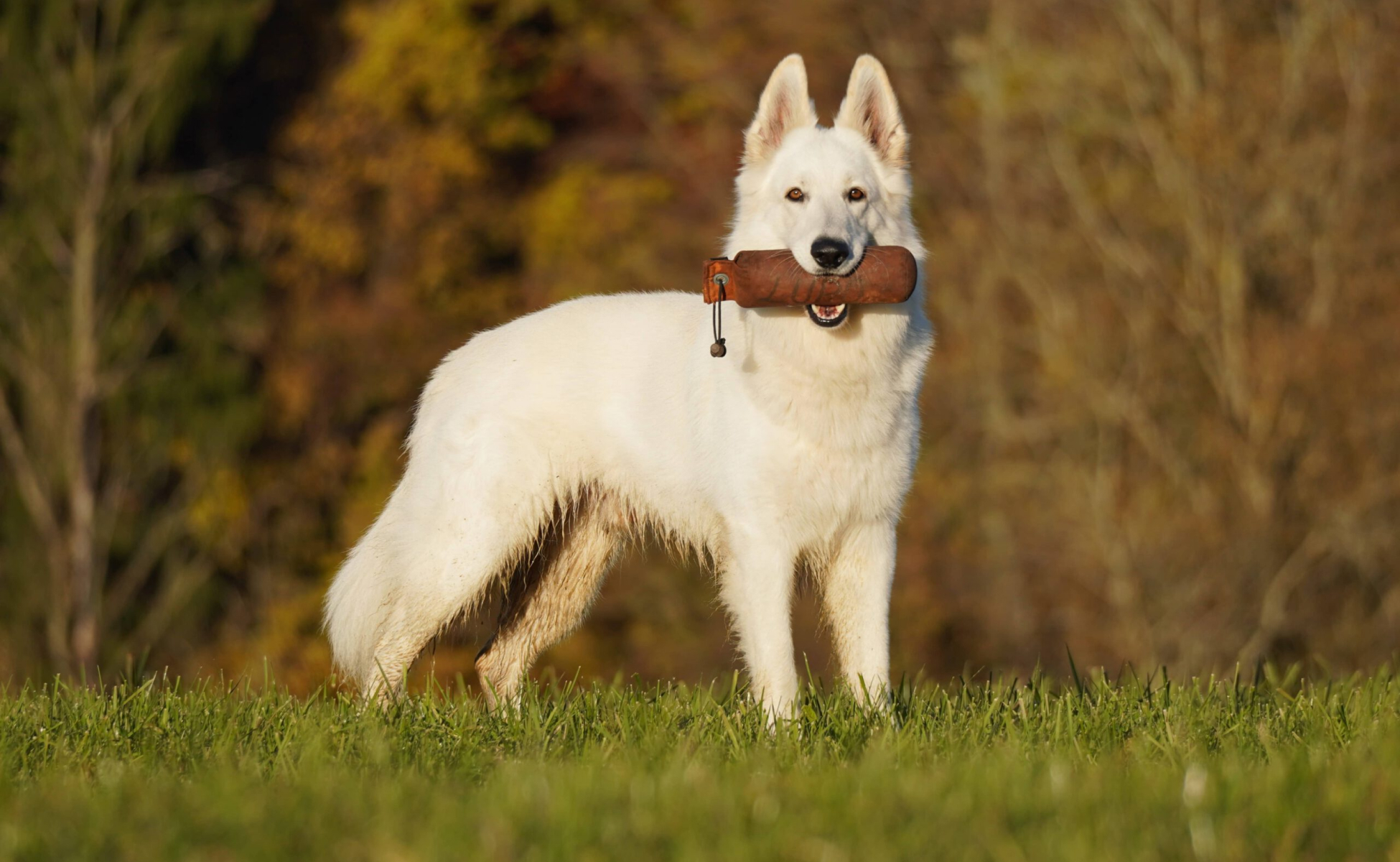 Suchhund