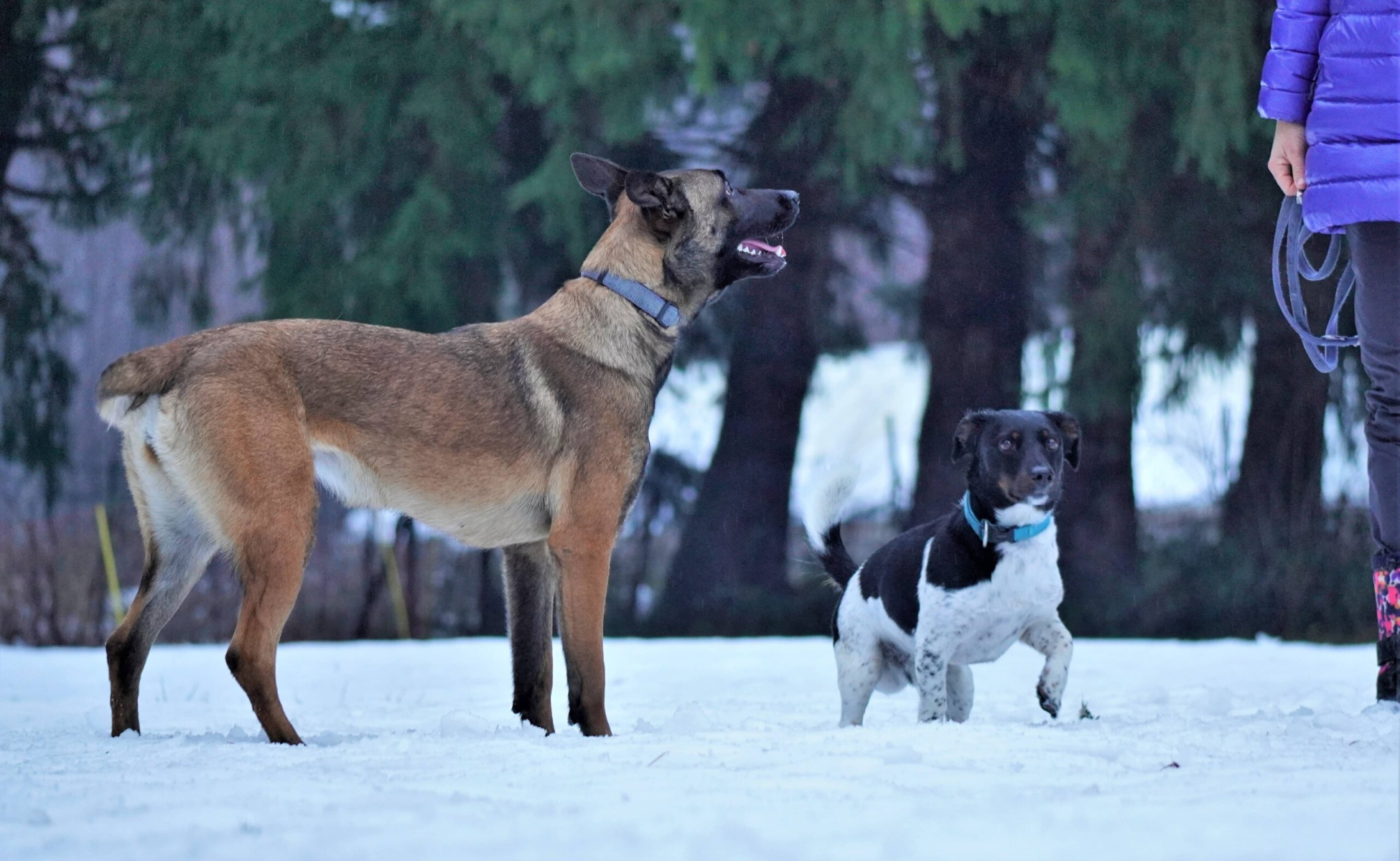 Malinois